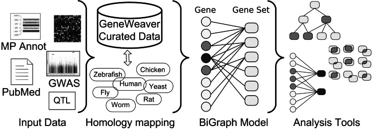 GeneWeaver: finding consilience in heterogeneous cross-species functional genomics data.