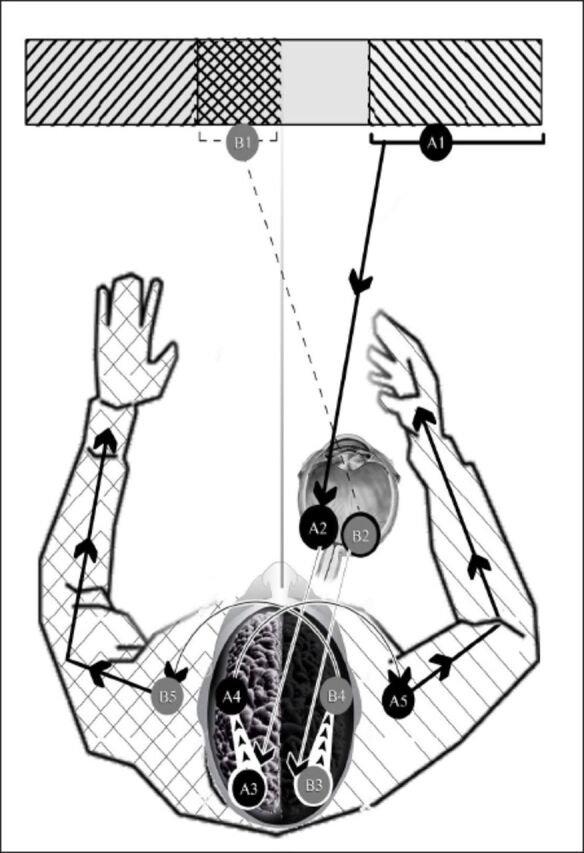 Ipsilaterality serves contralaterality. An explanation for the ipsilateral pathways of the retinal fibers of the binocular vision.