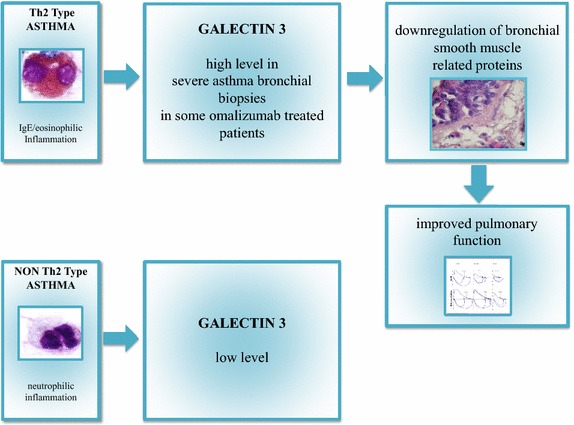 Biomarkers and severe asthma: a critical appraisal.
