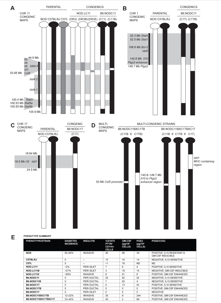Csf2 and Ptgs2 Epigenetic Dysregulation in Diabetes-prone Bicongenic B6.NODC11bxC1tb Mice.