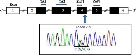 A novel loss-of-function mutation of GATA3 (p.R299Q) in a Japanese family with Hypoparathyroidism, Deafness, and Renal Dysplasia (HDR) syndrome.