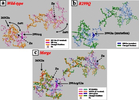 A novel loss-of-function mutation of GATA3 (p.R299Q) in a Japanese family with Hypoparathyroidism, Deafness, and Renal Dysplasia (HDR) syndrome.