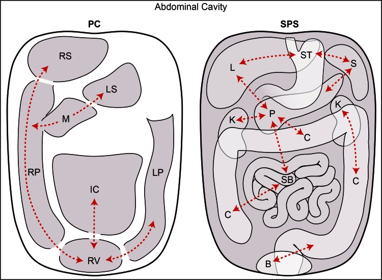 The subperitoneal space and peritoneal cavity: basic concepts.