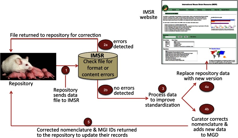 The International Mouse Strain Resource (IMSR): cataloging worldwide mouse and ES cell line resources.