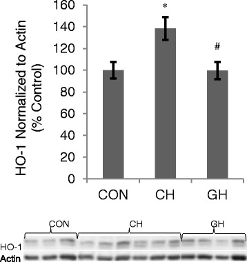 Hypoxia mediated pulmonary edema: potential influence of oxidative stress, sympathetic activation and cerebral blood flow.