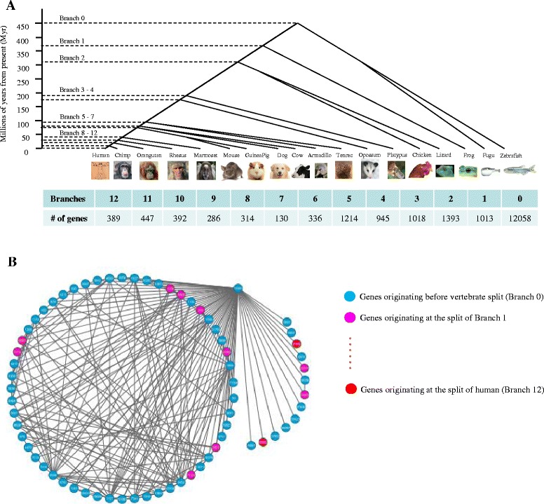 New genes drive the evolution of gene interaction networks in the human and mouse genomes.