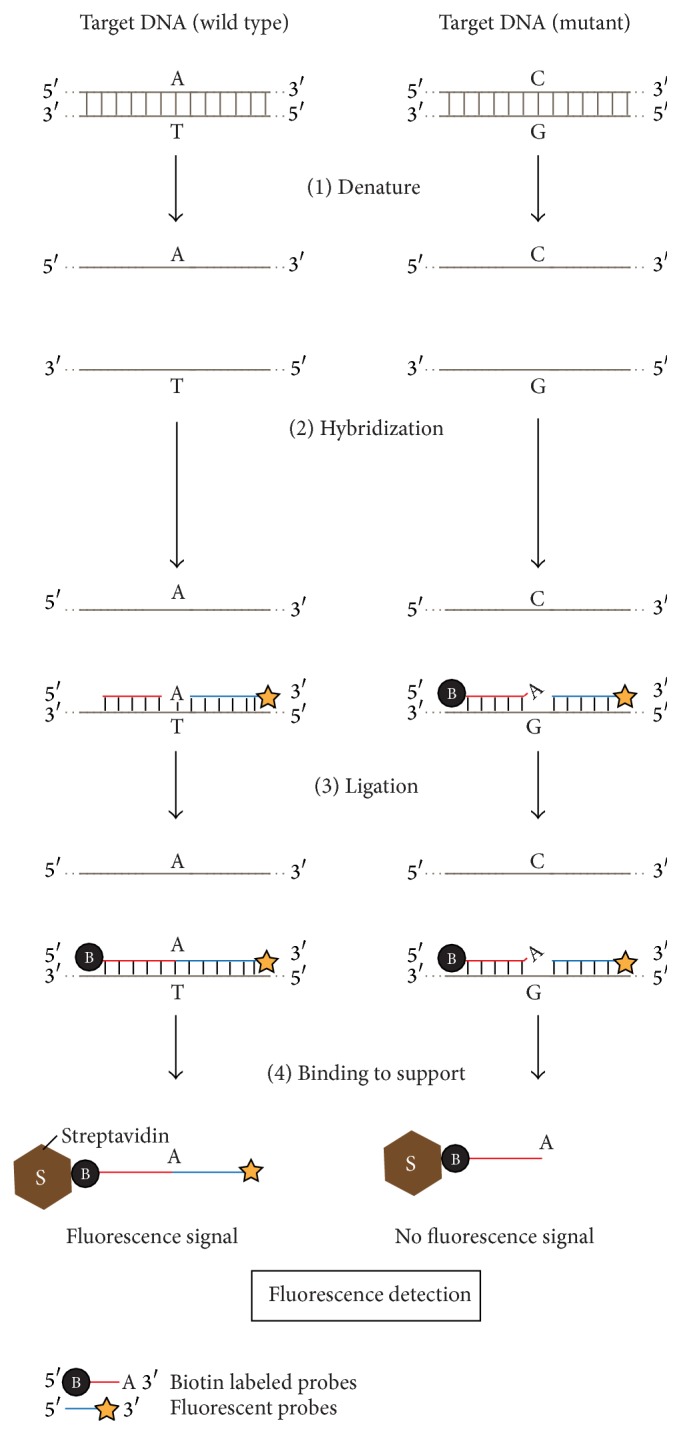 From Structure-Function Analyses to Protein Engineering for Practical Applications of DNA Ligase.