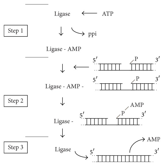 From Structure-Function Analyses to Protein Engineering for Practical Applications of DNA Ligase.