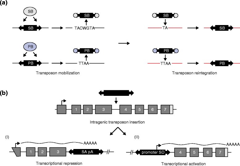 The utility of transposon mutagenesis for cancer studies in the era of genome editing.