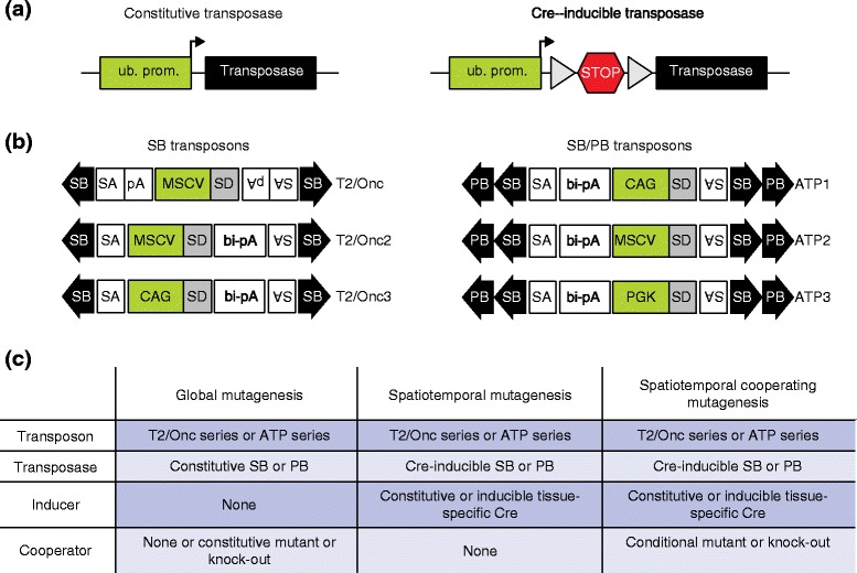 The utility of transposon mutagenesis for cancer studies in the era of genome editing.