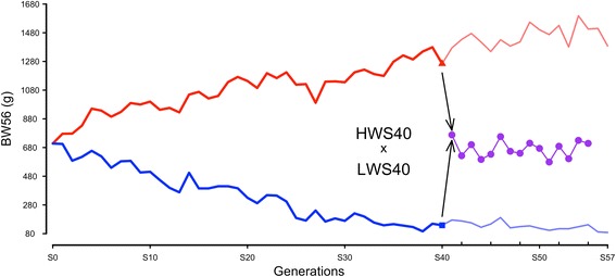 Standing genetic variation as a major contributor to adaptation in the Virginia chicken lines selection experiment.