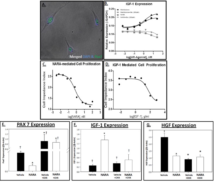 Molecular targets of androgen signaling that characterize skeletal muscle recovery and regeneration.