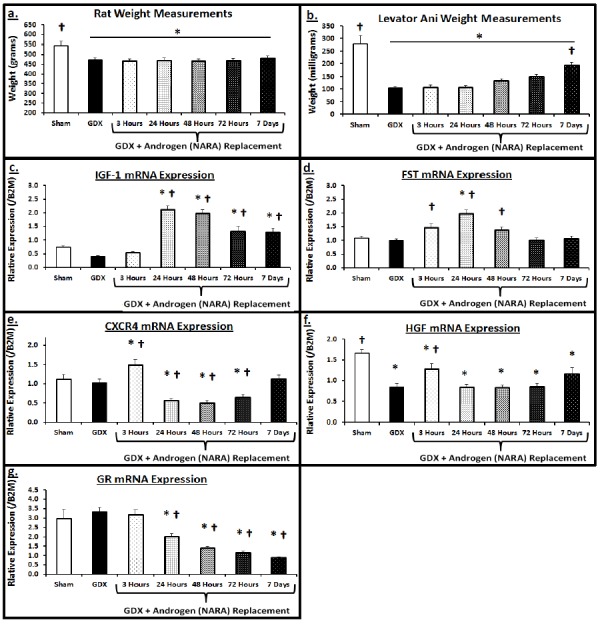 Molecular targets of androgen signaling that characterize skeletal muscle recovery and regeneration.