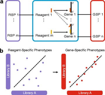 gespeR: a statistical model for deconvoluting off-target-confounded RNA interference screens.