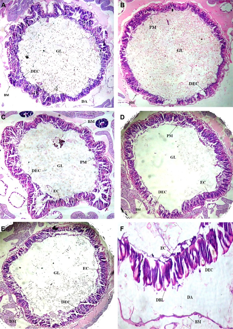 Impact of the Stem Extract of Thevetia neriifolia on the Feeding Potential and Histological Architecture of the Midgut Epithelial Tissue of Early Fourth Instars of Helicoverpa armigera Hübner.