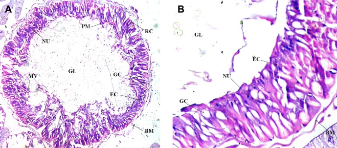 Impact of the Stem Extract of Thevetia neriifolia on the Feeding Potential and Histological Architecture of the Midgut Epithelial Tissue of Early Fourth Instars of Helicoverpa armigera Hübner.