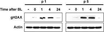 DNA double-strand break repair is impaired in presenescent Syrian hamster fibroblasts