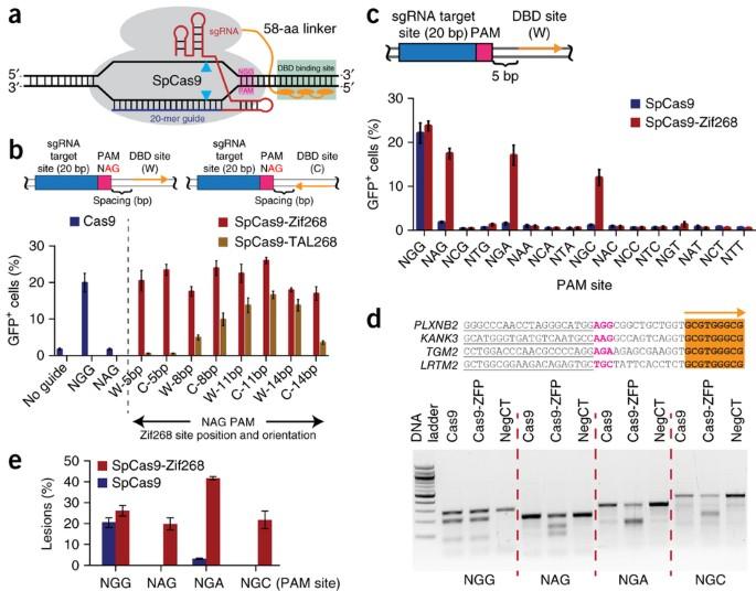 DNA-binding-domain fusions enhance the targeting range and precision of Cas9