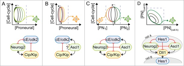 Neuronal specification exploits the inherent flexibility of cell-cycle gap phases.