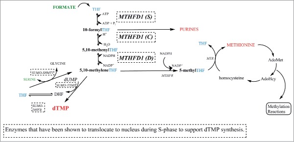 New insights into the metabolic and nutritional determinants of severe combined immunodeficiency.