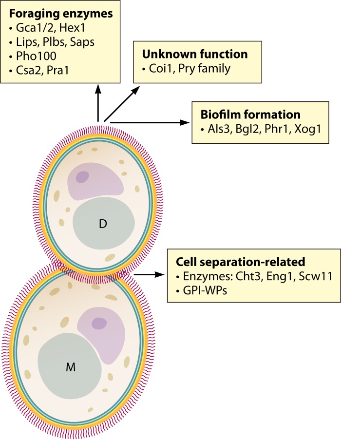 Adaptations of the Secretome of Candida albicans in Response to Host-Related Environmental Conditions.