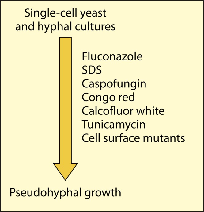 Adaptations of the Secretome of Candida albicans in Response to Host-Related Environmental Conditions.