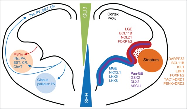 How to make striatal projection neurons.