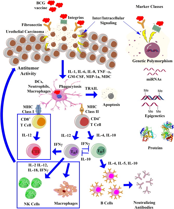 Treatment of non-muscle invasive bladder cancer with Bacillus Calmette–Guerin (BCG): Biological markers and simulation studies