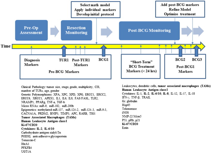 Treatment of non-muscle invasive bladder cancer with Bacillus Calmette–Guerin (BCG): Biological markers and simulation studies