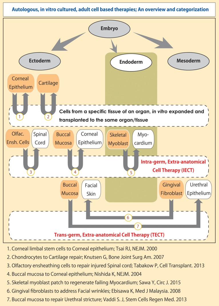 Extra-anatomic transplantations in autologous adult cell therapies aiding anatomical regeneration and physiological recovery - An insight and categorization.