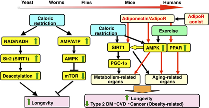 Adiponectin/adiponectin receptor in disease and aging