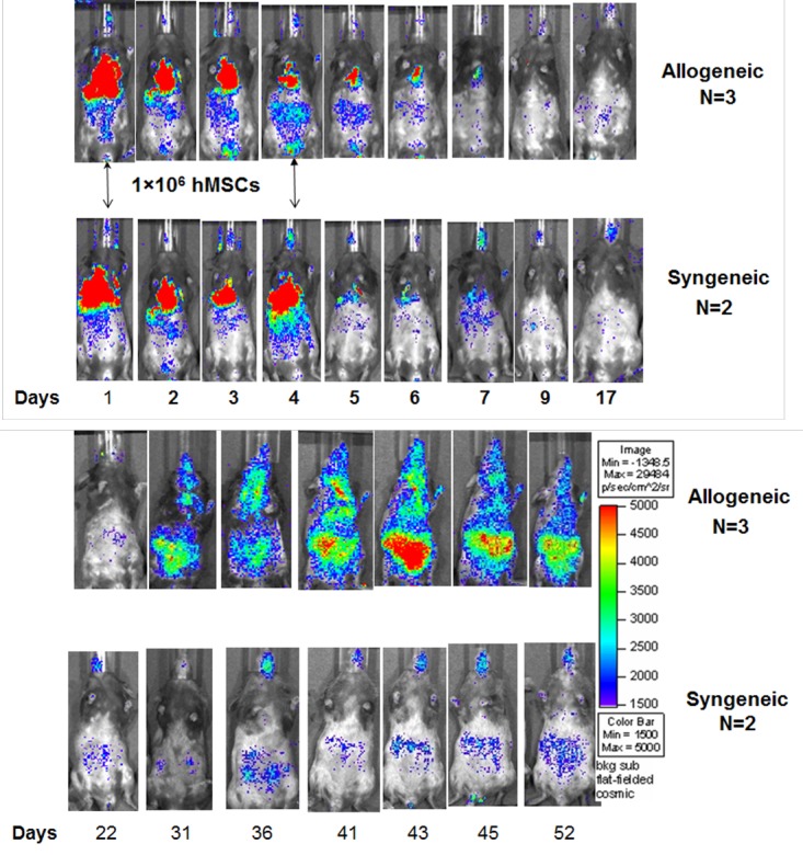 Route of delivery influences biodistribution of human bone marrow-derived mesenchymal stromal cells following experimental bone marrow transplantation.