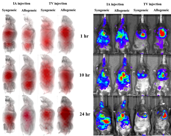 Route of delivery influences biodistribution of human bone marrow-derived mesenchymal stromal cells following experimental bone marrow transplantation.