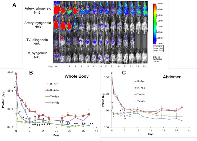 Route of delivery influences biodistribution of human bone marrow-derived mesenchymal stromal cells following experimental bone marrow transplantation.