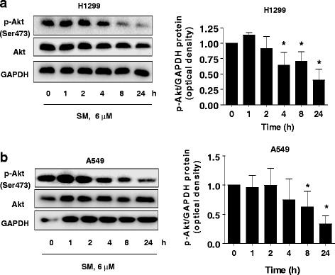 Inactivation of PI3-K/Akt and reduction of SP1 and p65 expression increase the effect of solamargine on suppressing EP4 expression in human lung cancer cells.