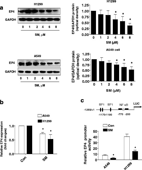Inactivation of PI3-K/Akt and reduction of SP1 and p65 expression increase the effect of solamargine on suppressing EP4 expression in human lung cancer cells.