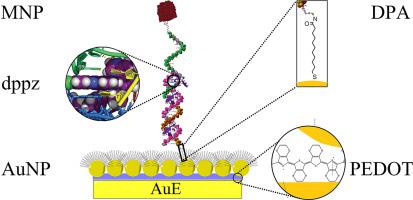 Facilitating the indirect detection of genomic DNA in an electrochemical DNA biosensor using magnetic nanoparticles and DNA ligase