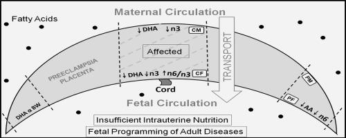 Differential regional fatty acid distribution in normotensive and preeclampsia placenta