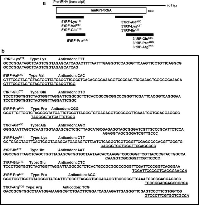 Conserved and highly expressed tRNA derived fragments in zebrafish