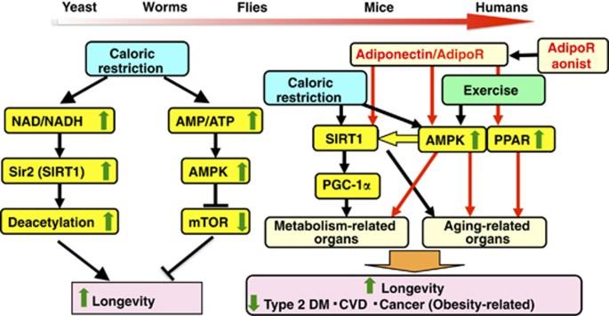 Adiponectin/adiponectin receptor in disease and aging