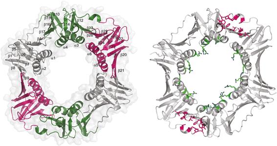 Crystal structure of the DNA polymerase III β subunit (β-clamp) from the extremophile Deinococcus radiodurans