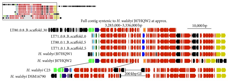 De novo sequences of Haloquadratum walsbyi from Lake Tyrrell, Australia, reveal a variable genomic landscape.