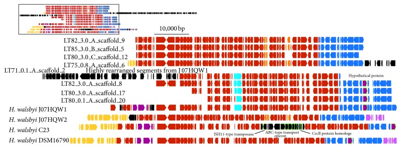 De novo sequences of Haloquadratum walsbyi from Lake Tyrrell, Australia, reveal a variable genomic landscape.