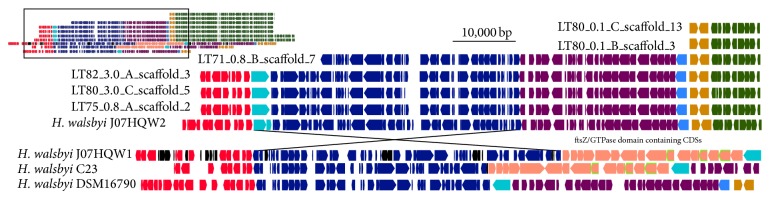 De novo sequences of Haloquadratum walsbyi from Lake Tyrrell, Australia, reveal a variable genomic landscape.