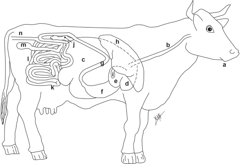 Food-producing animals and their health in relation to human health.