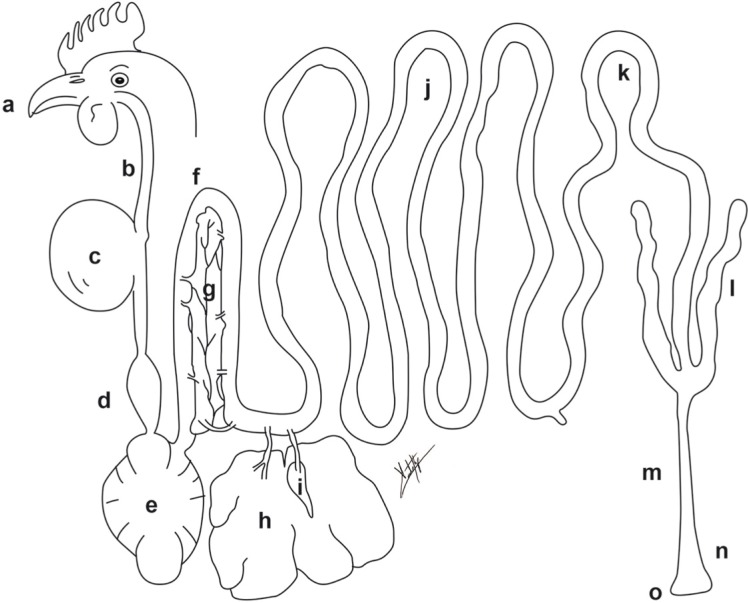 Food-producing animals and their health in relation to human health.