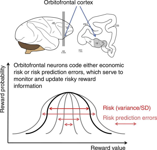 Economic risk coding by single neurons in the orbitofrontal cortex