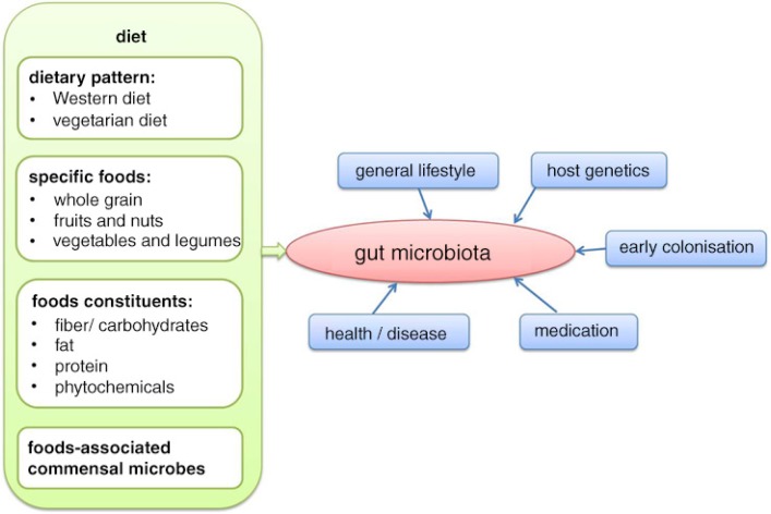 Contribution of diet to the composition of the human gut microbiota.