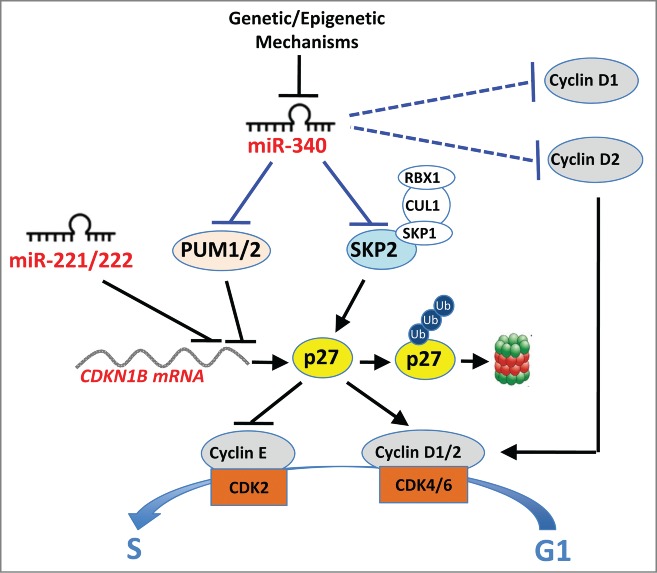 A novel miRNA-mediated STOP sign in lung cancer: miR-340 inhibits the proliferation of lung cancer cells through p27(KIP1).