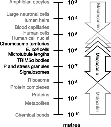 Life at the mesoscale: the self-organised cytoplasm and nucleoplasm.